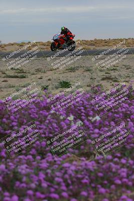 media/Jan-14-2023-SoCal Trackdays (Sat) [[497694156f]]/Turn 14 Exit Bloomig (145pm)/